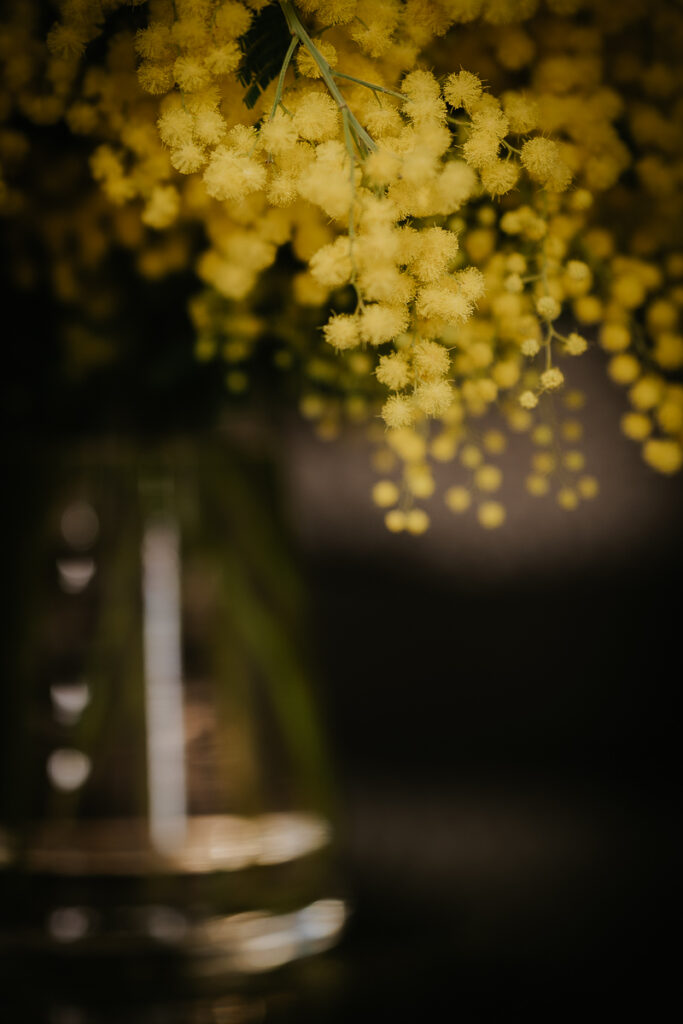 Amelie Labarthe Photography, defi lumiere, bouquet mimosa, capturer le quotidien