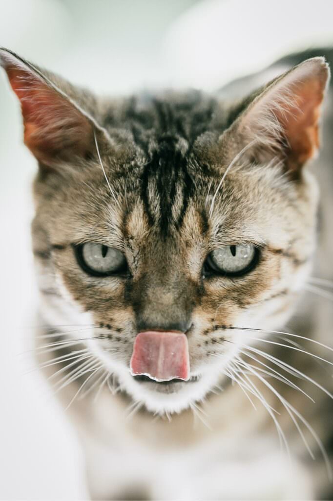 Close-up portrait of a cat with its tongue slightly out, captured in soft natural light.