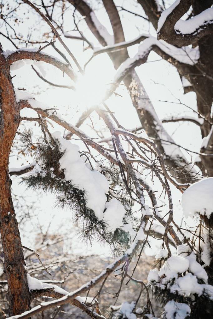Snow-covered pine branches in the winter light at Hokkaido Shrine during a traditional Japanese wedding.