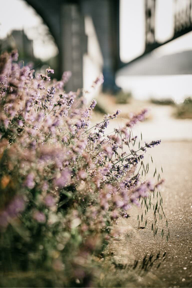 Purple flowers glowing in soft summer light with a gentle bokeh effect.
