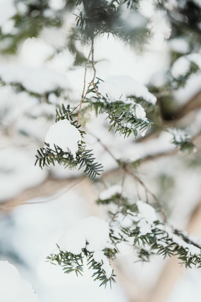 Soft snow resting on delicate winter branches in Hokkaido during an elegant destination wedding.