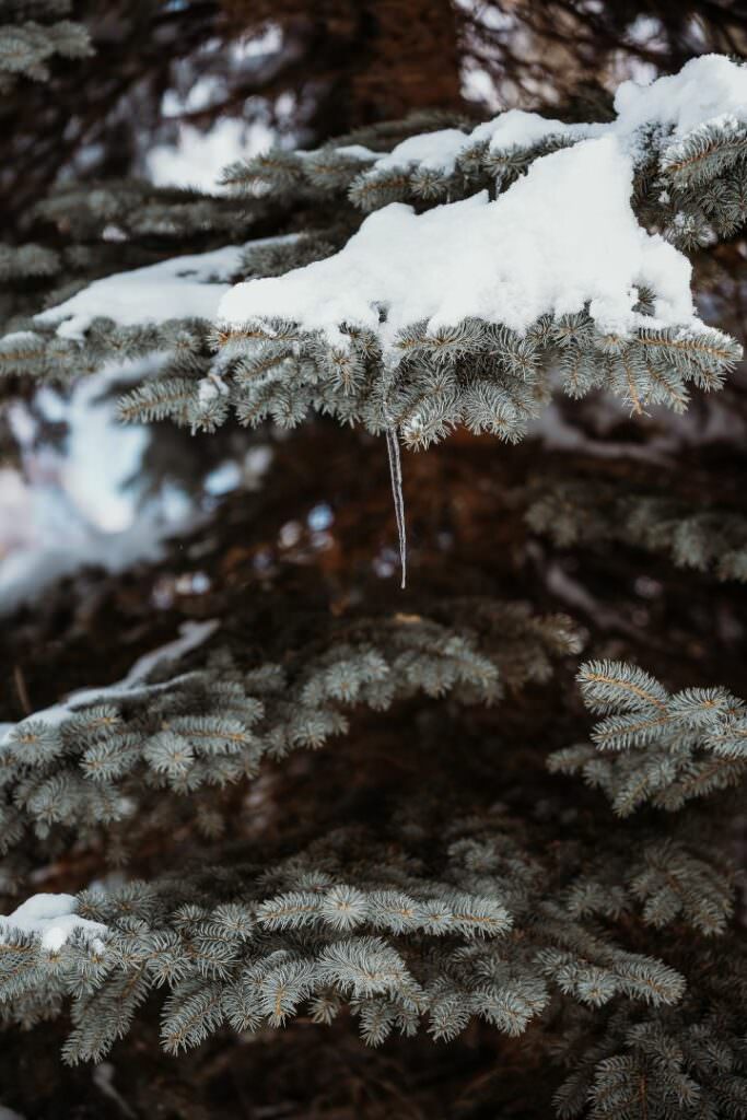 Snow-covered evergreen branch in Hokkaido, adding delicate winter detail to an elegant Japanese wedding day.